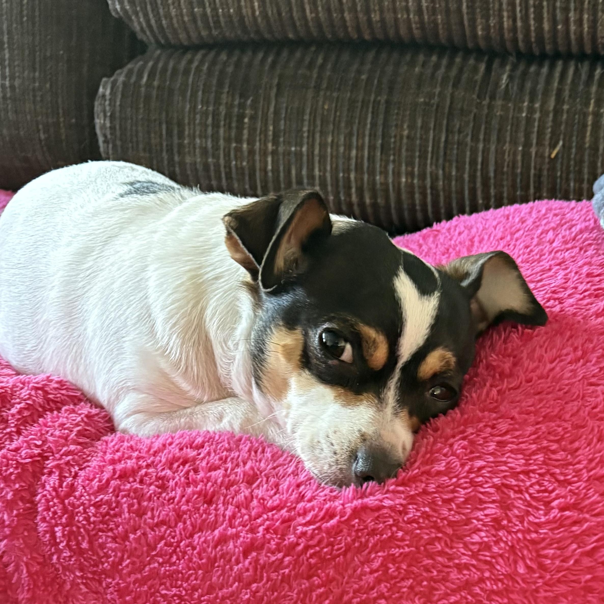 Kloe, ADOPTABLE, Adult Female Chihuahua.