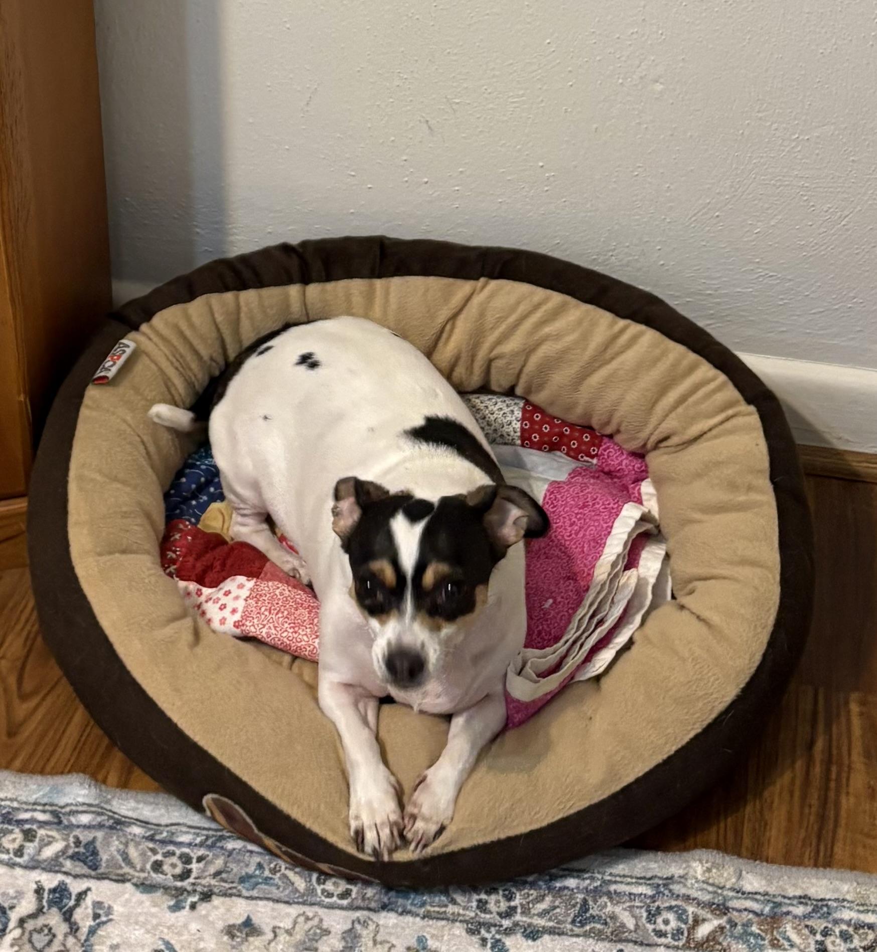 Enlarge Kloe, a ADOPTABLE mixed breed in Durham, NC image 5/5