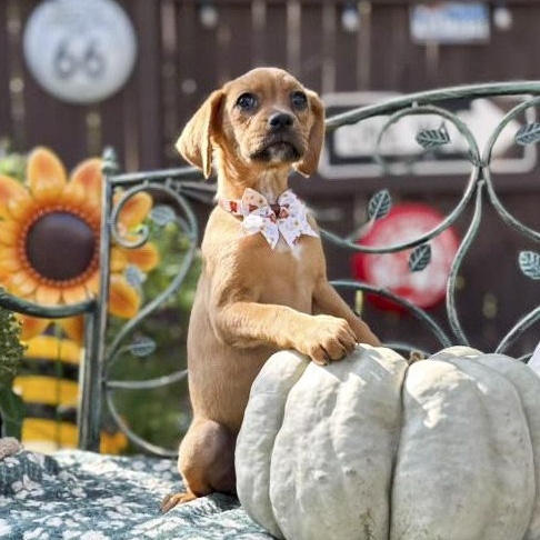Enlarge Latte, a Adoptable mixed breed in Winchester, VA image 5/6