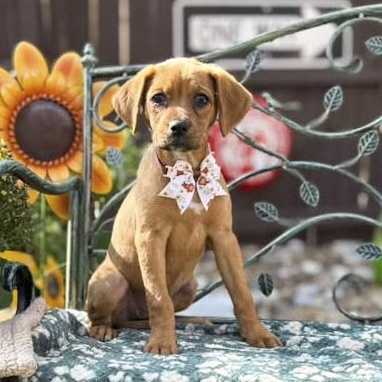 Enlarge Latte, a Adoptable mixed breed in Winchester, VA image 1/6