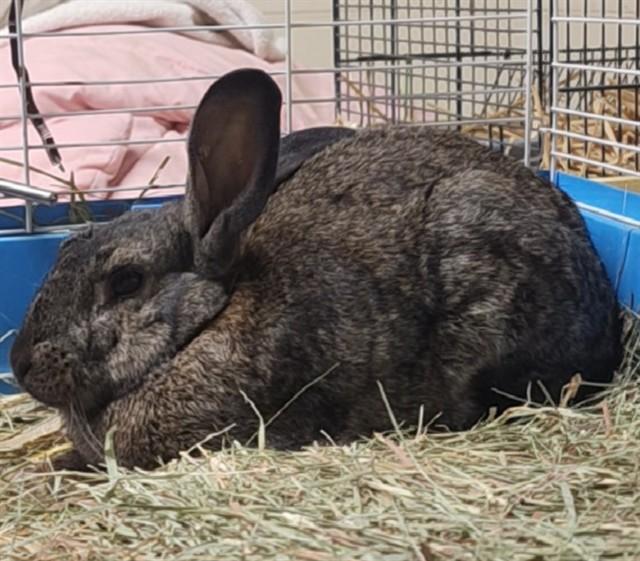 Enlarge GOMEZ, a Adoptable Bunny Rabbit in Anchorage, AK image 1/1