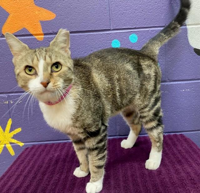 CRANBERRY SAUCE, Adoptable, Adult Male Domestic Short Hair.