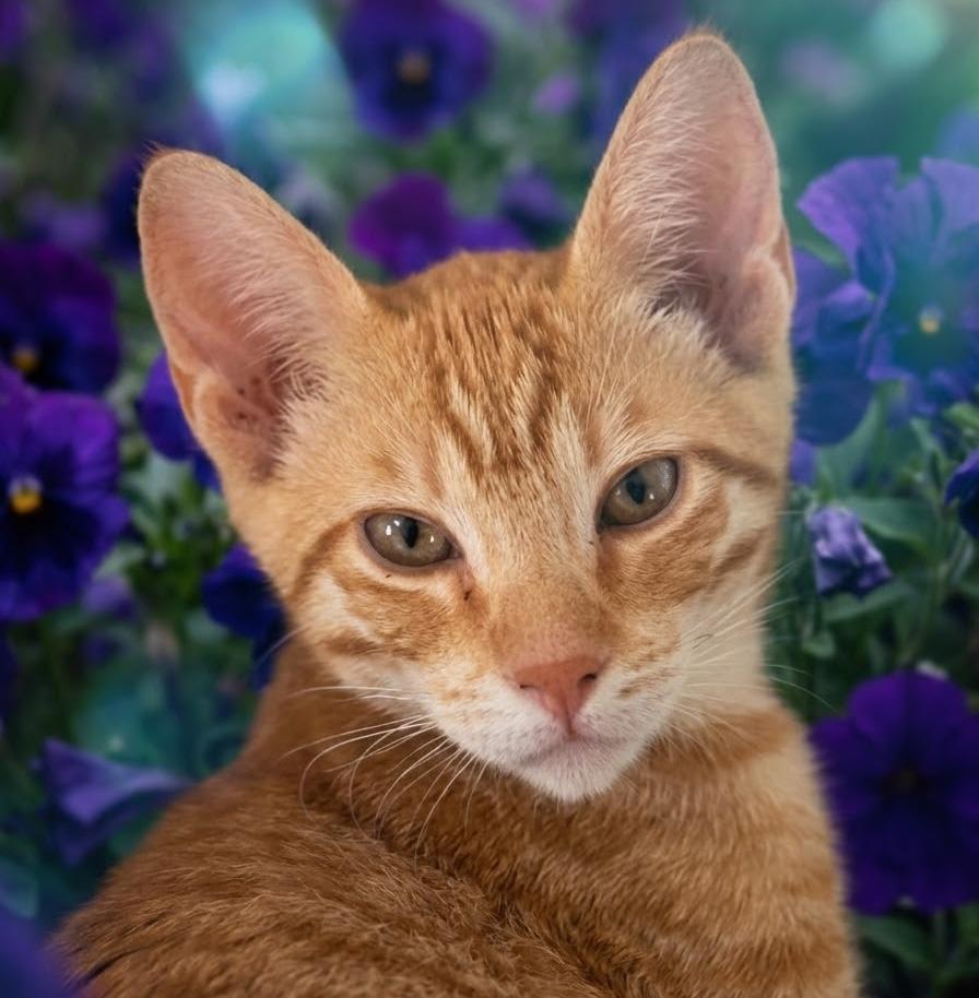 DrixB, ADOPTABLE, Kitten Male Tabby & Domestic Short Hair.