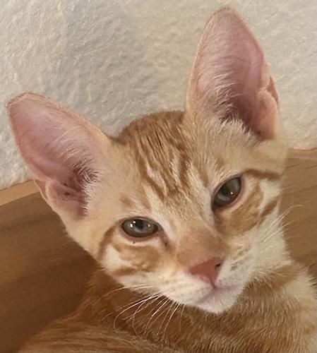 DrixB, ADOPTABLE, Kitten Male Tabby & Domestic Short Hair.