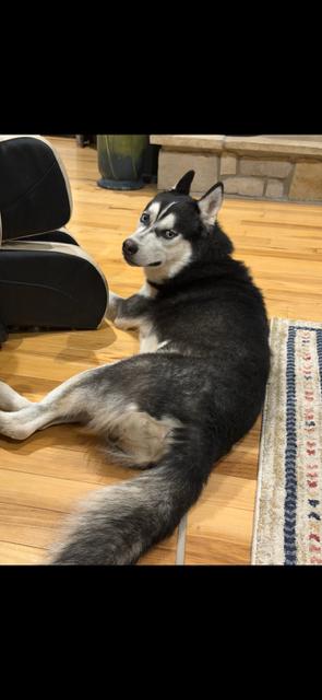 Enlarge Ghost, a Adopted Siberian Husky in Troy, MO image 5/5
