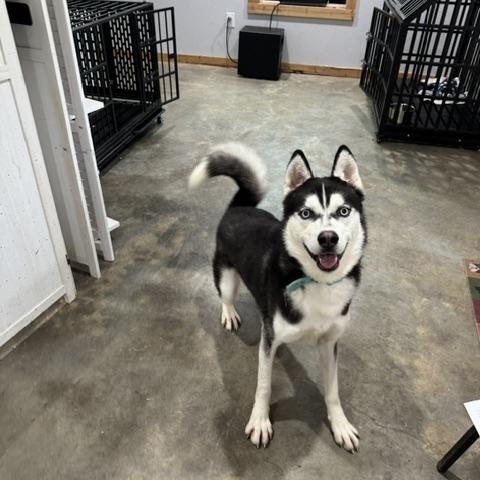 Enlarge Ghost, a Adopted Siberian Husky in Troy, MO image 3/5