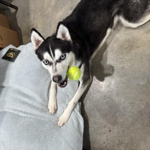 Ghost, Adopted, Adult Male Siberian Husky.