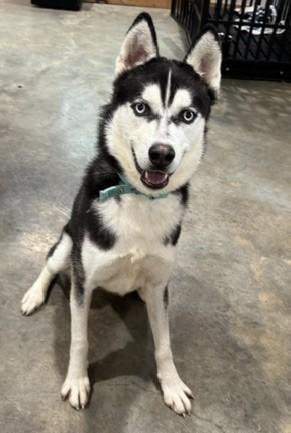 Enlarge Ghost, a Adopted Siberian Husky in Troy, MO image 4/5
