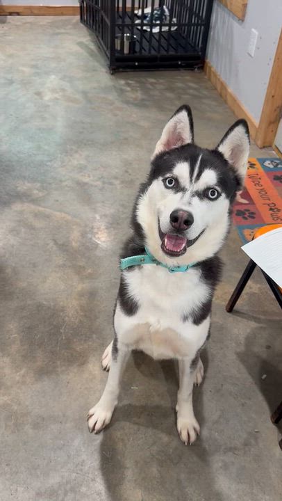 Enlarge Ghost, a Adopted Siberian Husky in Troy, MO video 1/5