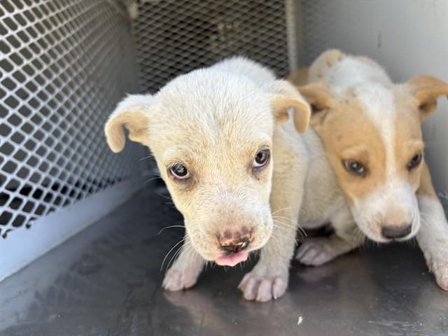 Enlarge Daisy - URGENT, an adopted mixed breed in Thousand Oaks, CA image 1/1