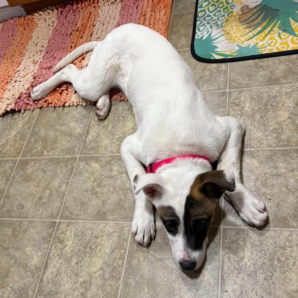 Enlarge Nova, a Adoptable Mixed Breed in Saskatoon, SK image 1/1