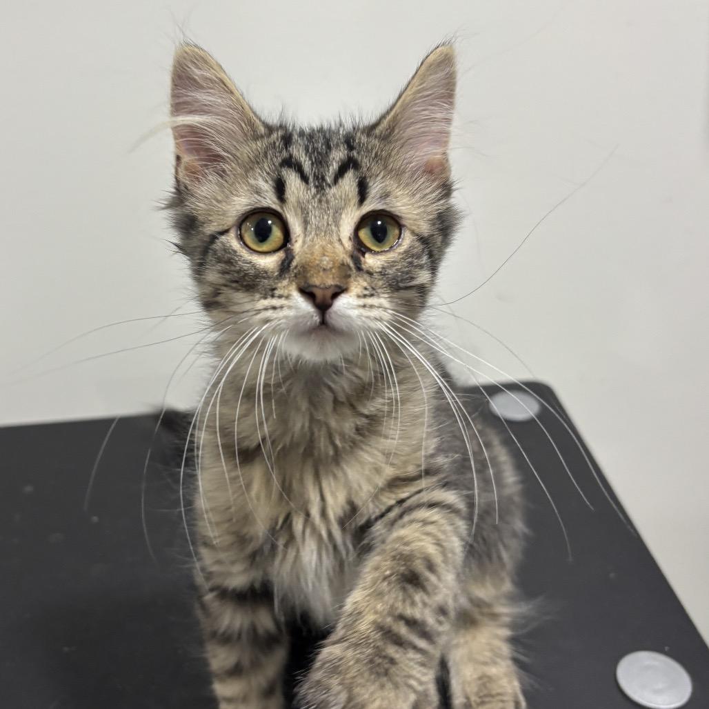Bullseye, Adopted, Kitten Male Domestic Short Hair.