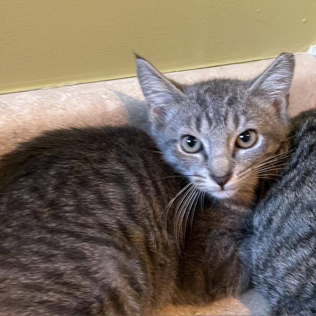 Potato, Adoptable, Young Male Domestic Short Hair.