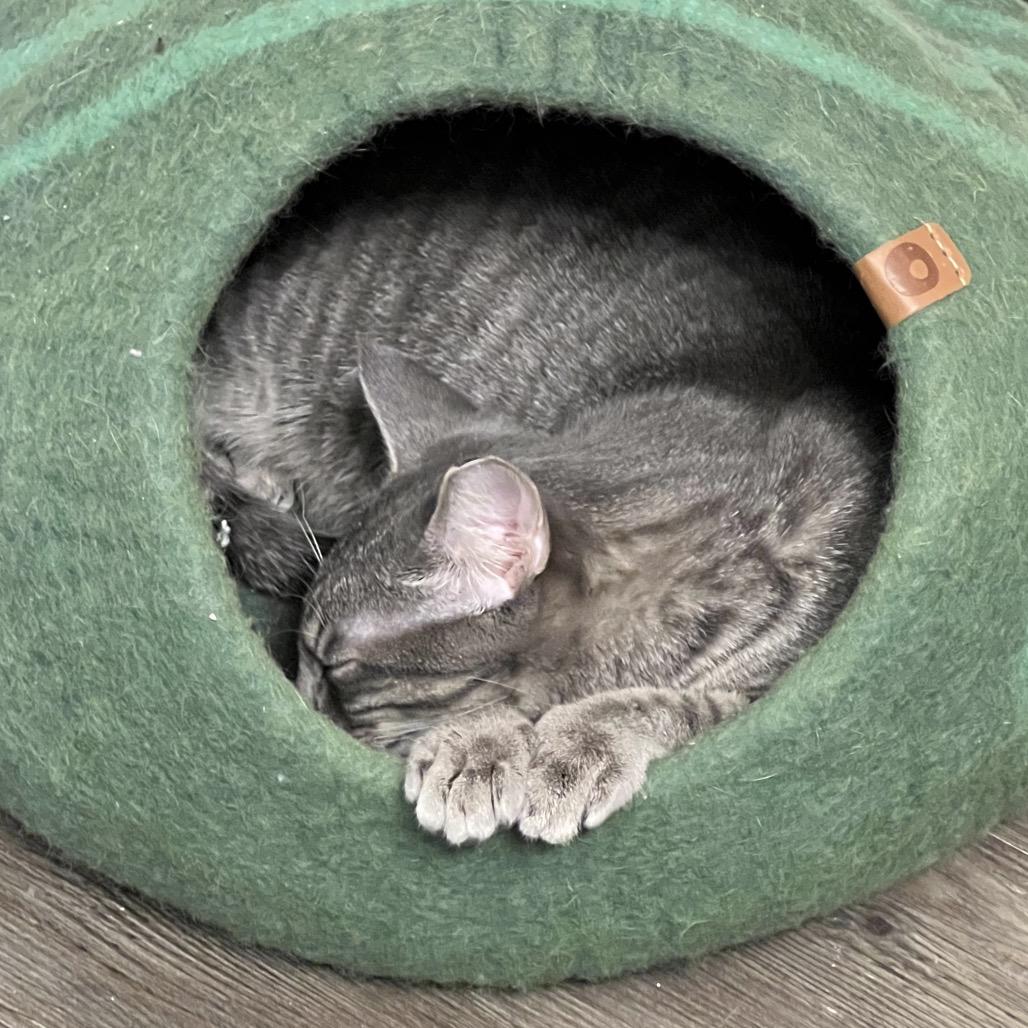 Enlarge Potato, a Adoptable Domestic Short Hair in Durham, NC image 2/6