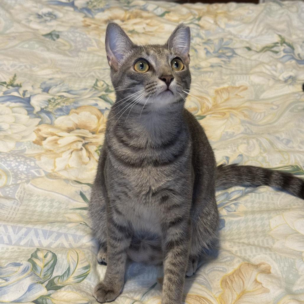 Enlarge Potato, a Adoptable Domestic Short Hair in Durham, NC image 3/6