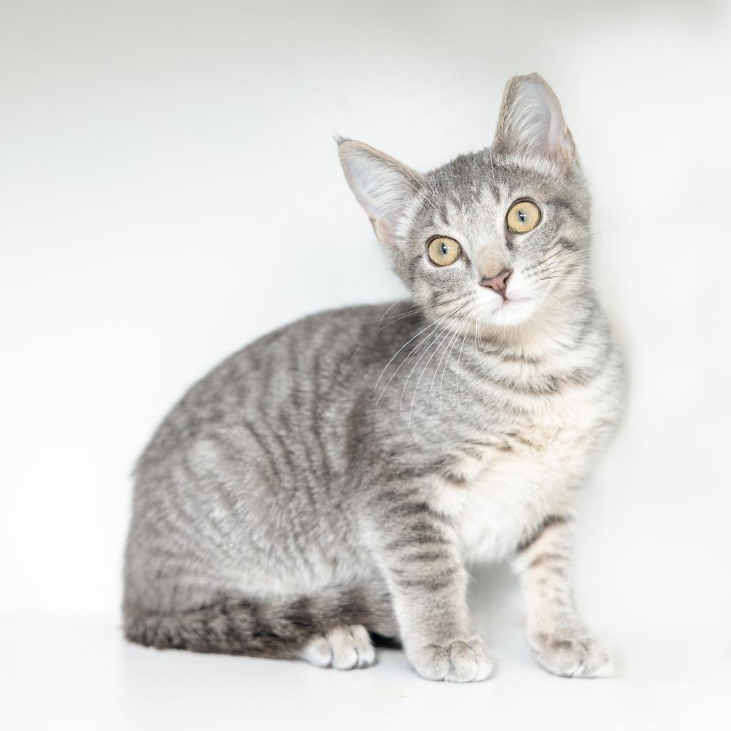 Enlarge Potato, a Adoptable Domestic Short Hair in Durham, NC image 4/6