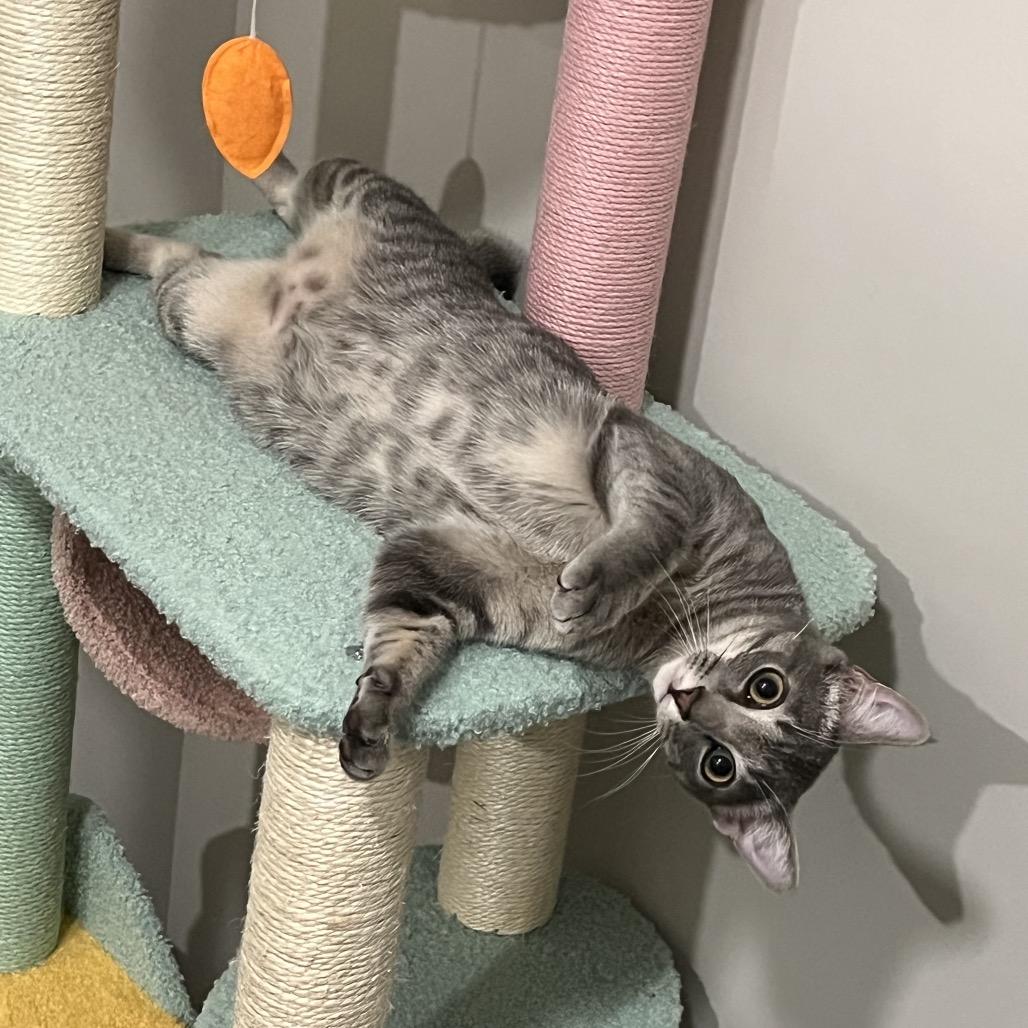 Enlarge Potato, a Adoptable Domestic Short Hair in Durham, NC image 5/6