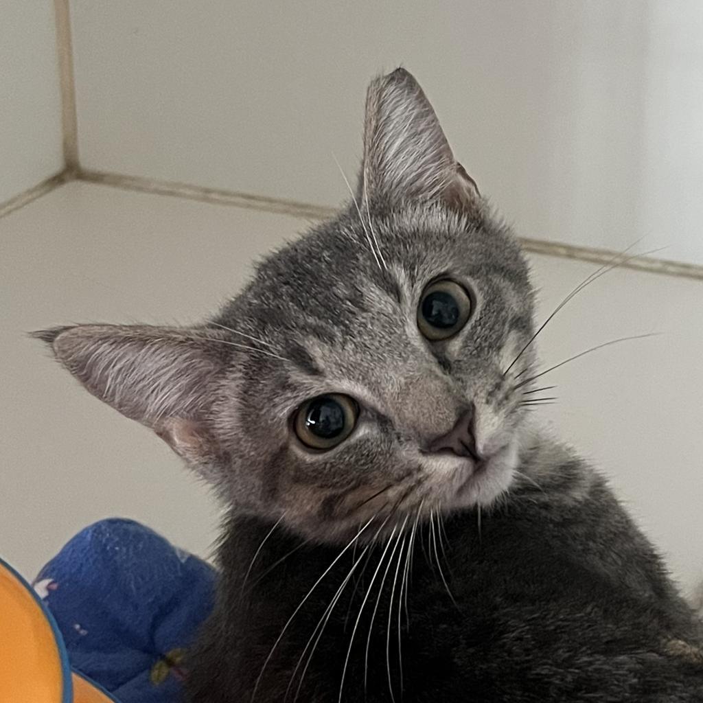 Enlarge Potato, a Adoptable Domestic Short Hair in Durham, NC image 6/6