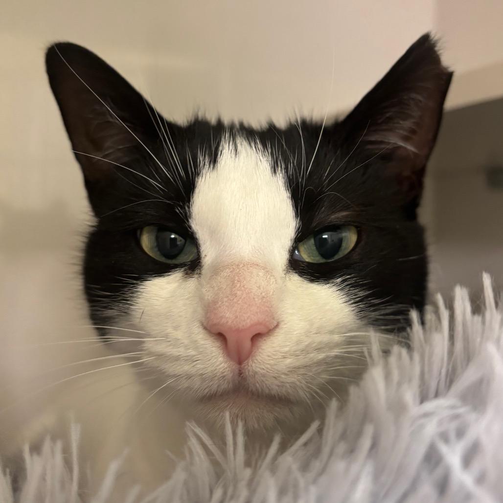 Enlarge Vaquita, a Adoptable Domestic Short Hair in Redwood City, CA image 1/3