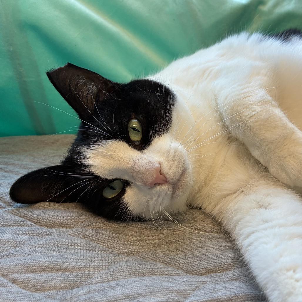 Enlarge Vaquita, a Adoptable Domestic Short Hair in Redwood City, CA image 2/3