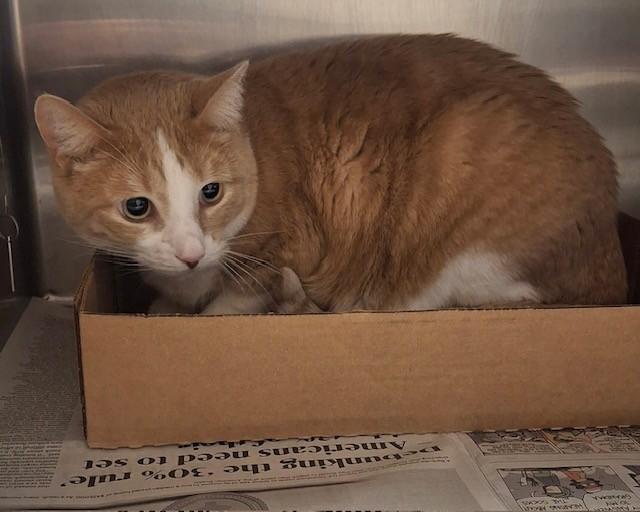 Enlarge TEXAS, a Adoptable Domestic Short Hair in Olathe, KS image 1/1