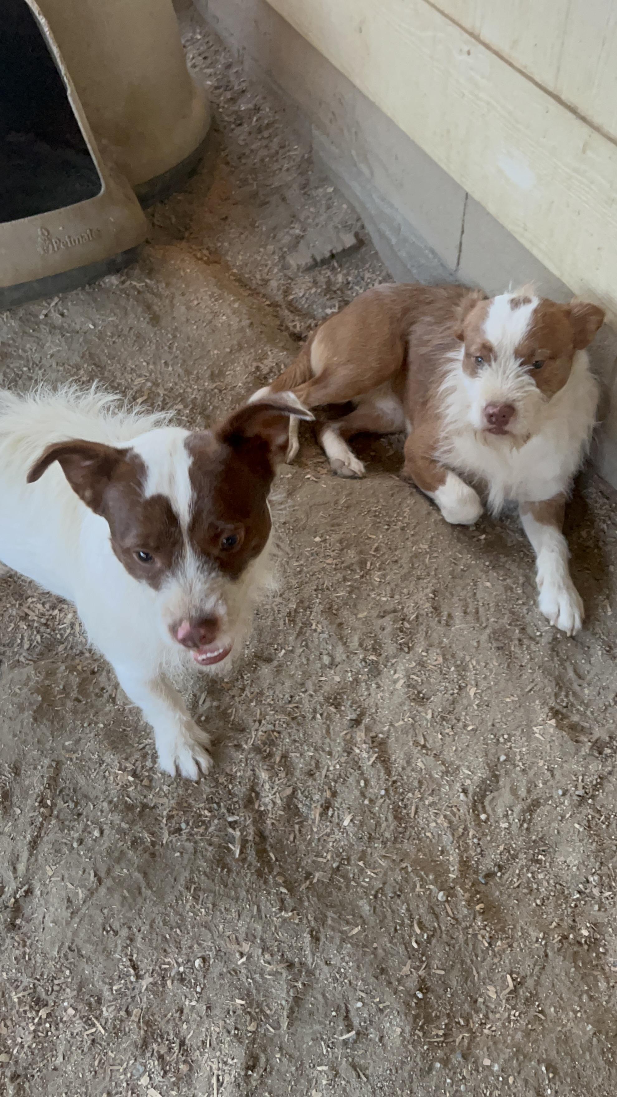 Enlarge Rusty, a Adopted mixed breed in HEMET, CA image 2/4