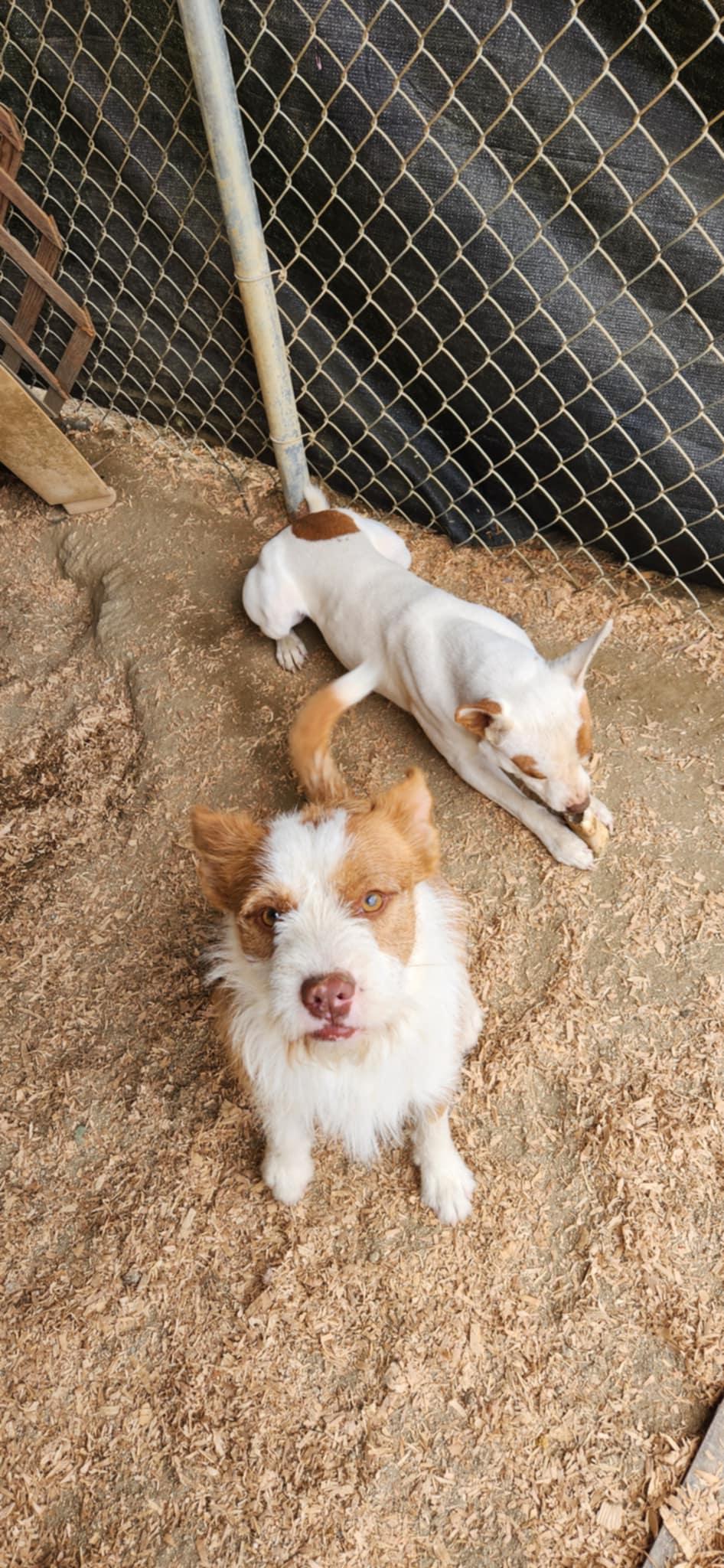 Enlarge Rusty, a Adopted mixed breed in HEMET, CA image 3/4