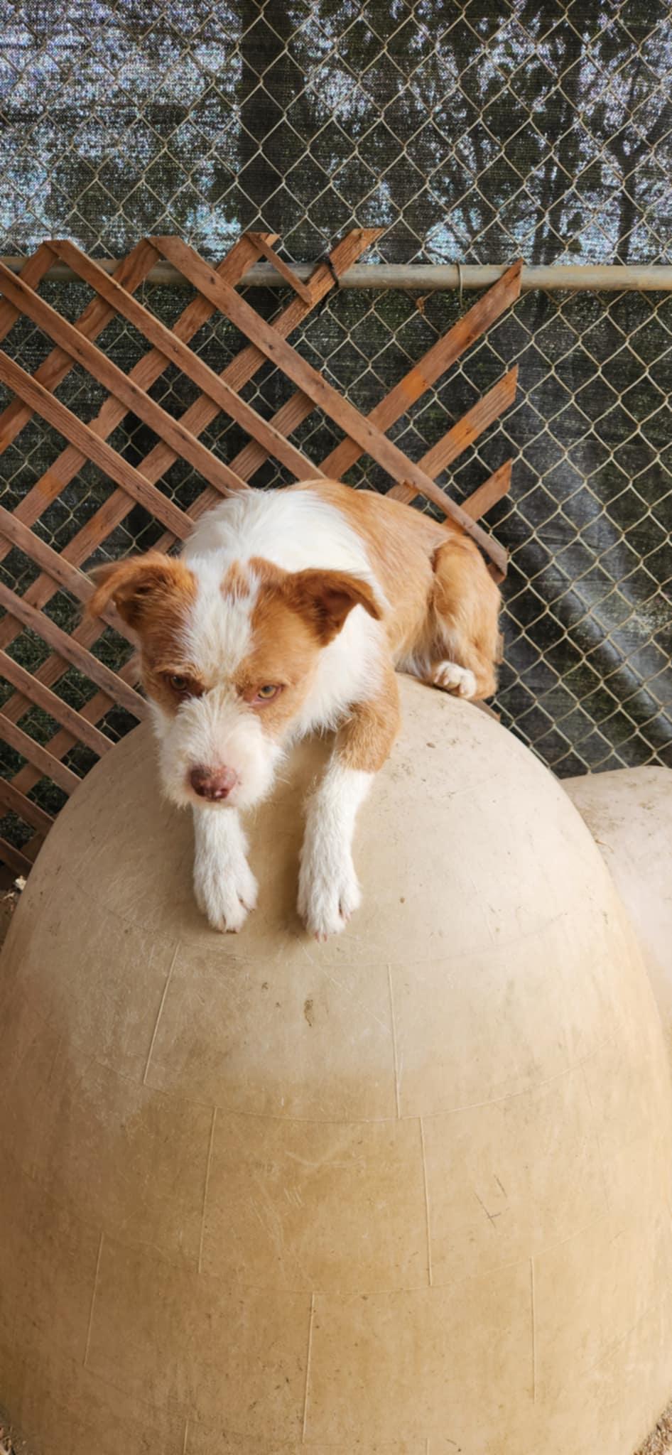 Enlarge Rusty, a Adopted mixed breed in HEMET, CA image 4/4