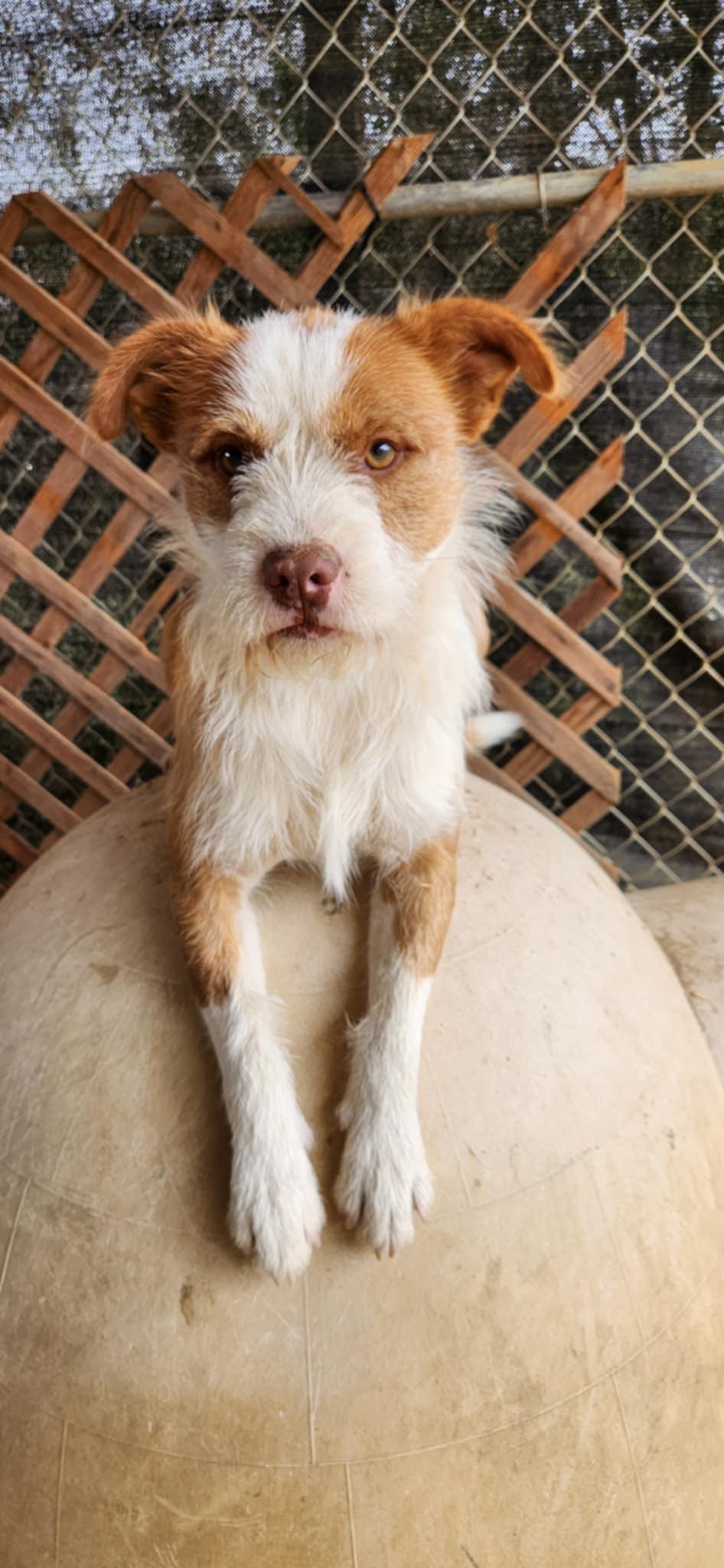 Enlarge Rusty, a Adopted mixed breed in HEMET, CA image 1/4
