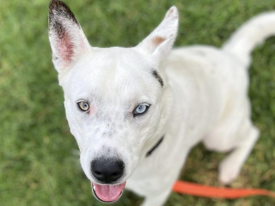 VEGAS, Adoptable, Adult Male Siberian Husky & Mixed Breed.
