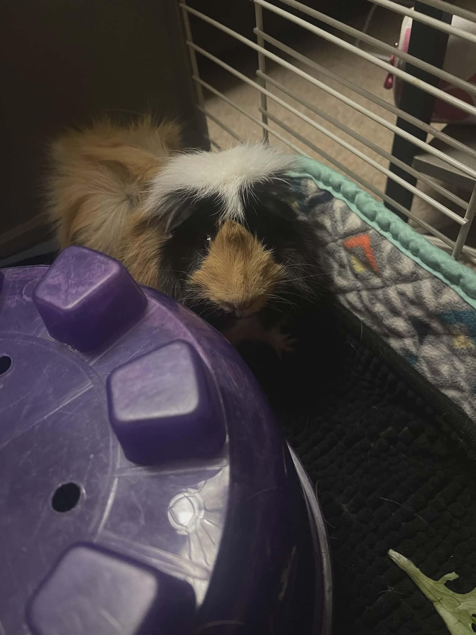Estrella, Adoptable, Adult Female Guinea Pig.