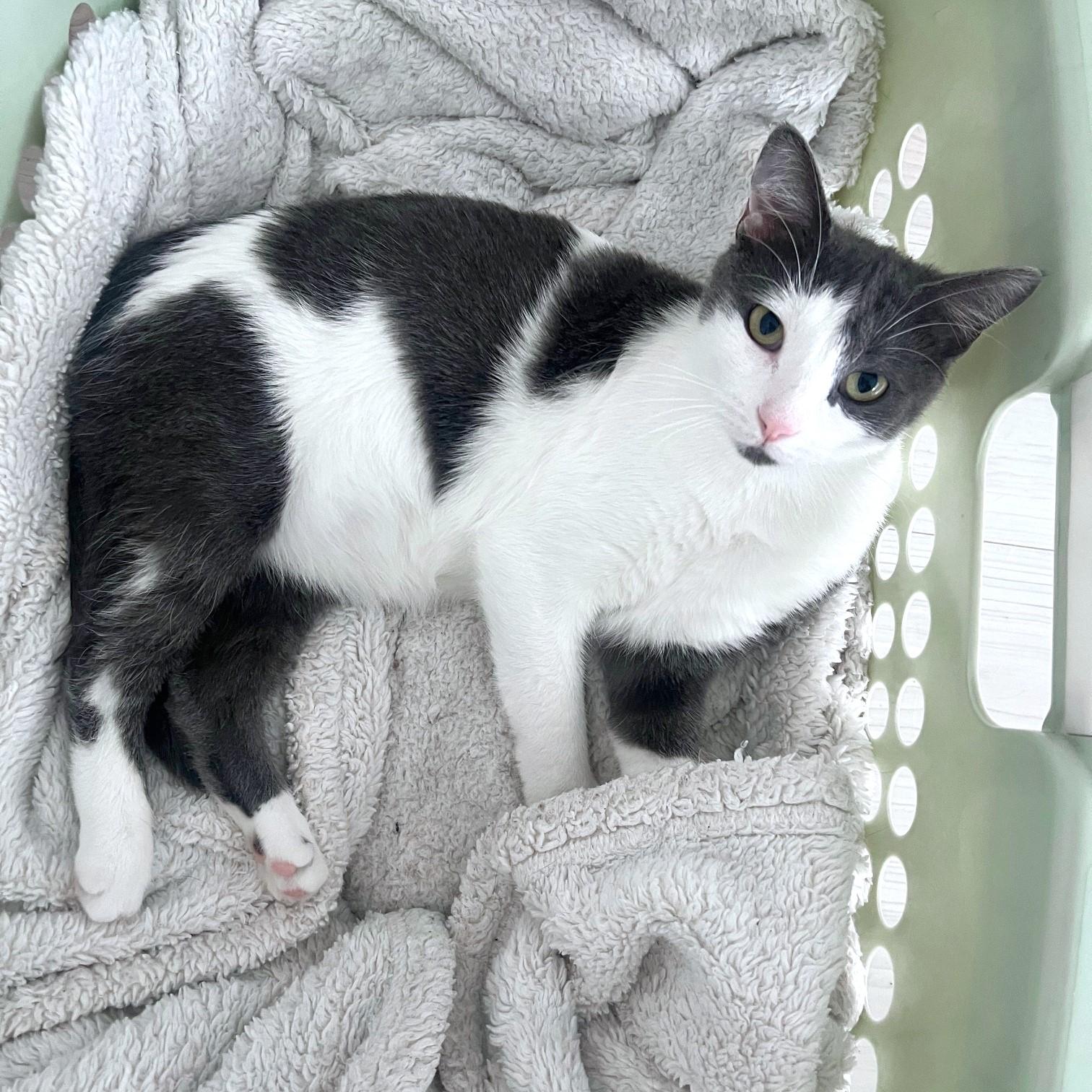 Carly, Young Female Domestic Short Hair