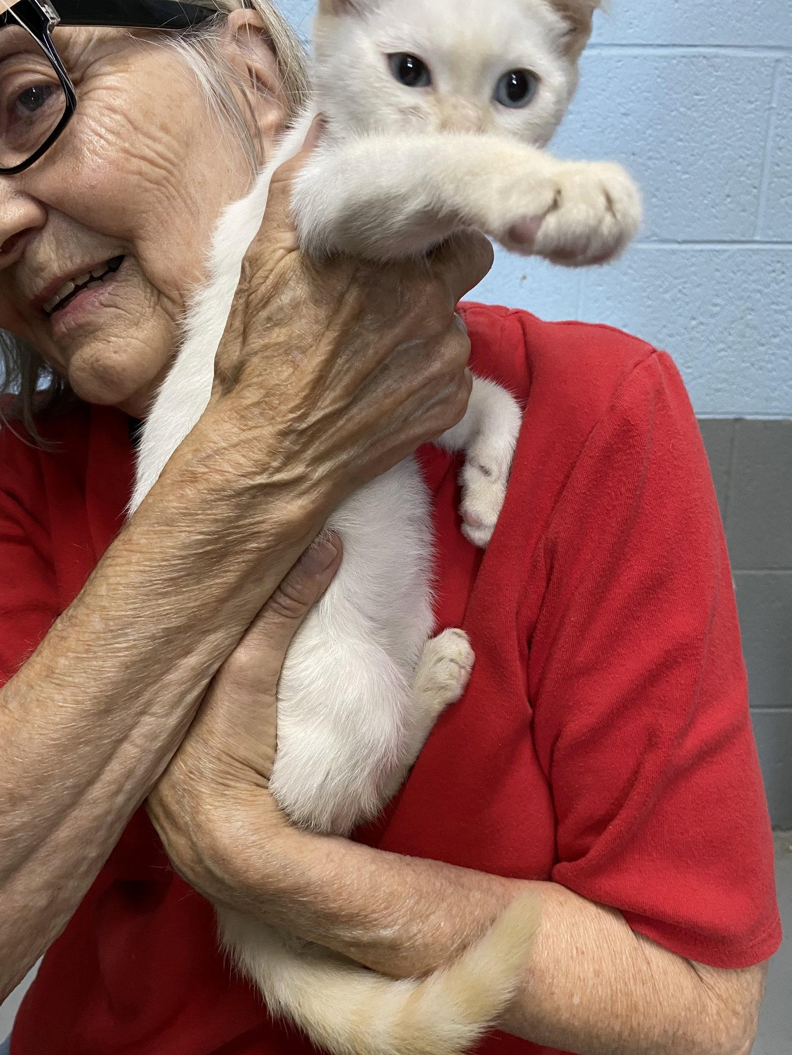 Aspen - Visit At Petsmart Lynchburg, a Adopted Domestic Short Hair in Rustburg, VA image 1/2