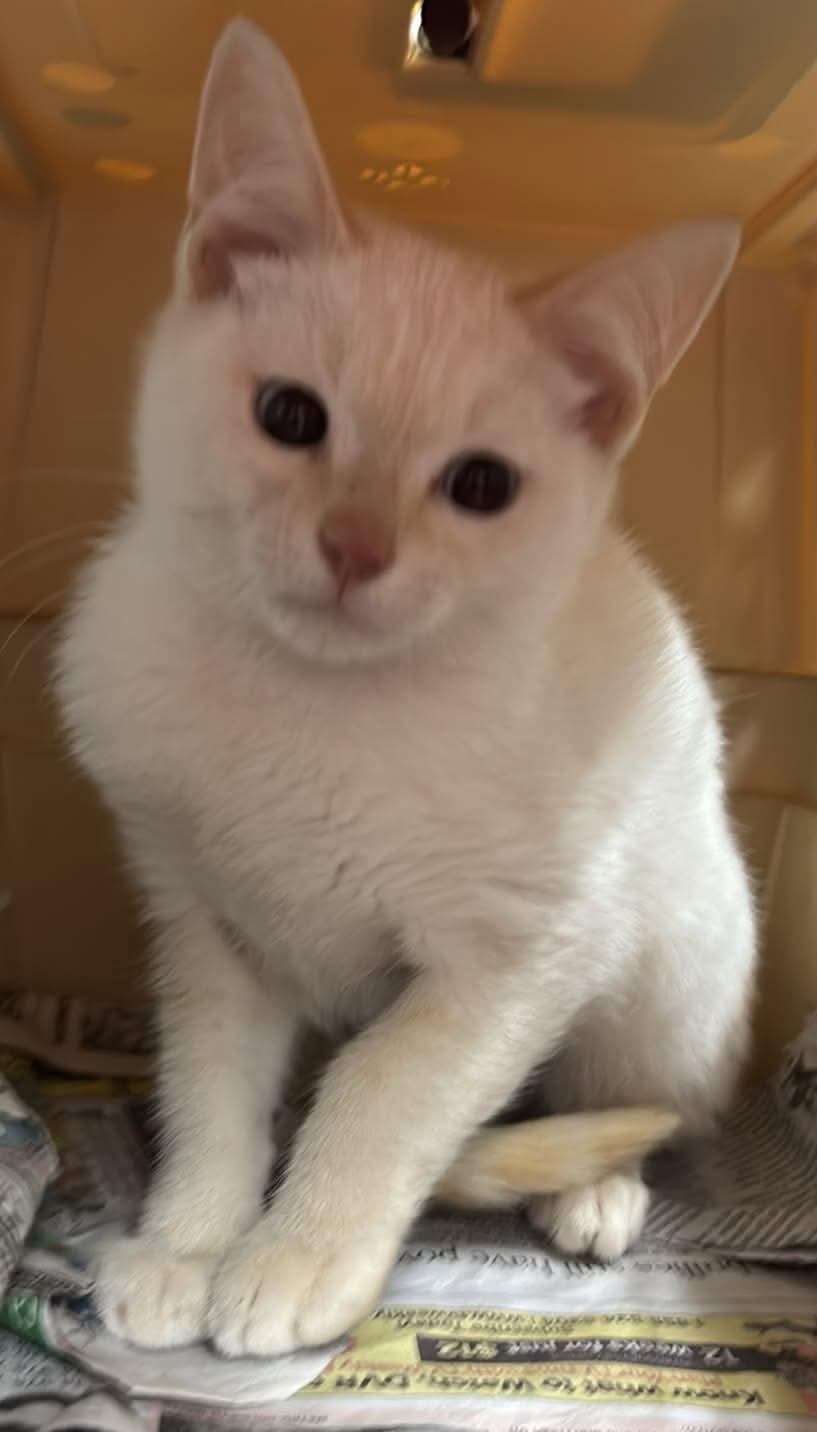Aspen - Visit At Petsmart Lynchburg, a Adopted Domestic Short Hair in Rustburg, VA image 2/2