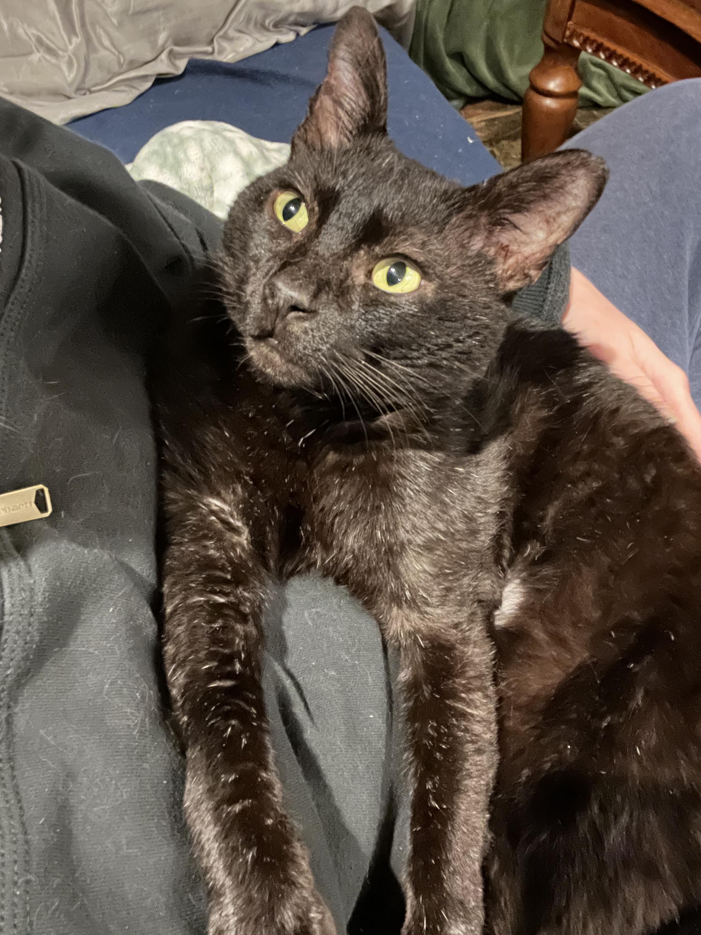 Not Theo, ADOPTABLE, Adult Male Domestic Short Hair.
