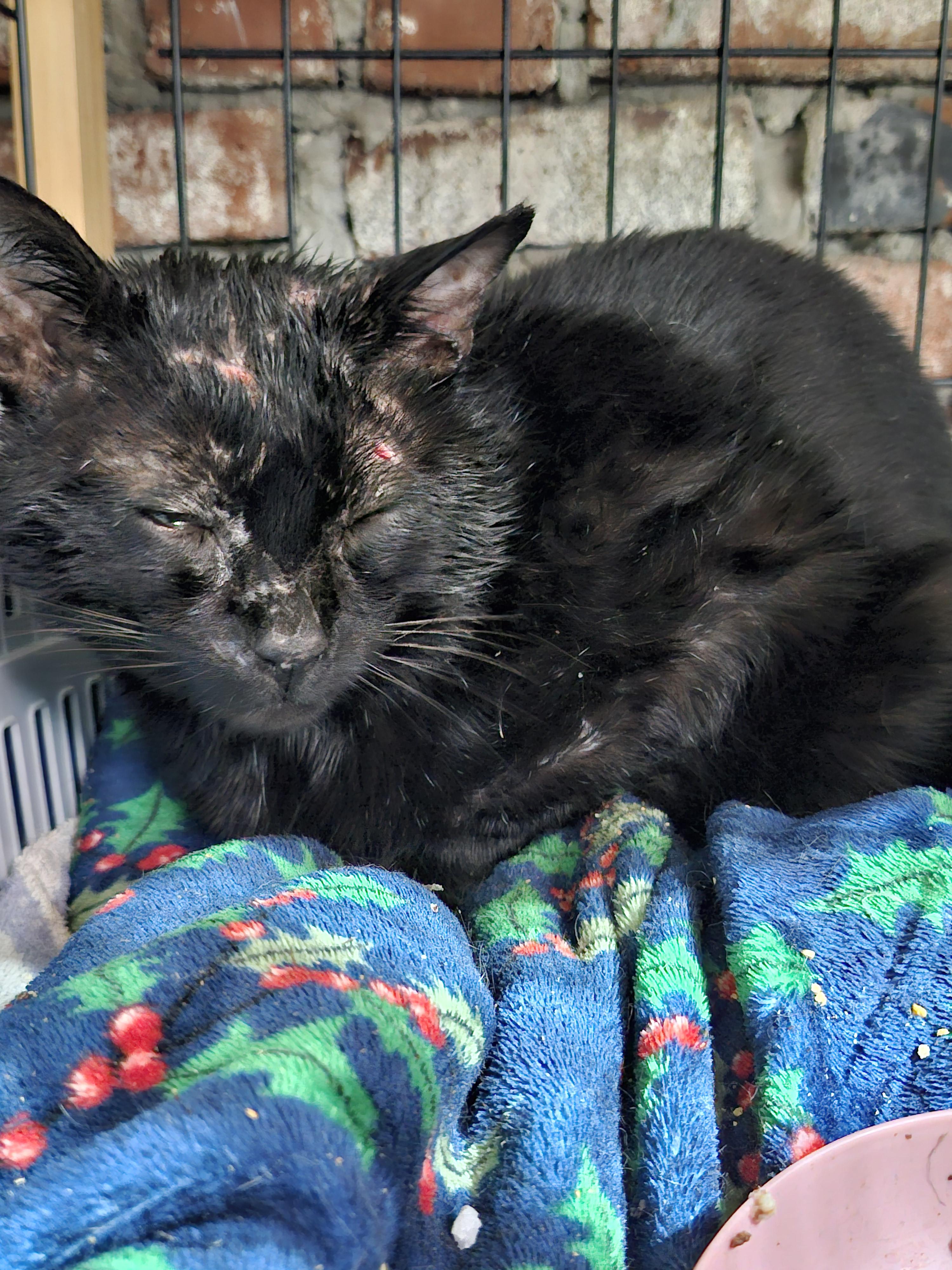 Not Theo, a ADOPTABLE Domestic Short Hair in Rochester, WA image 2/2