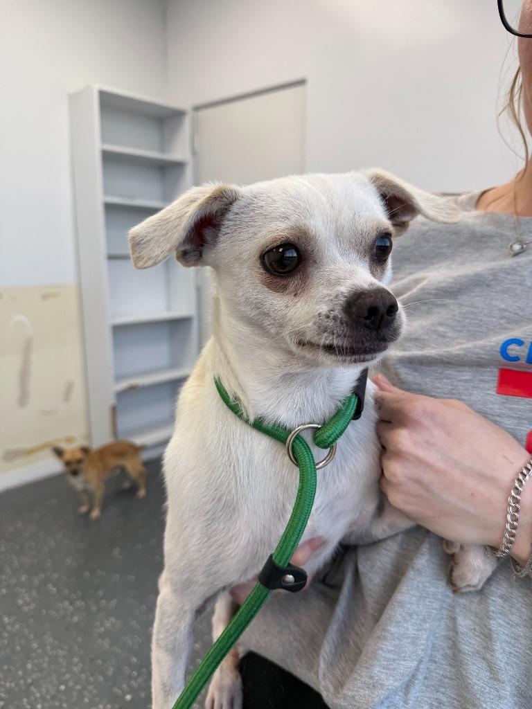 Jimmyjon, Adoptable, Adult Male Mixed Breed.