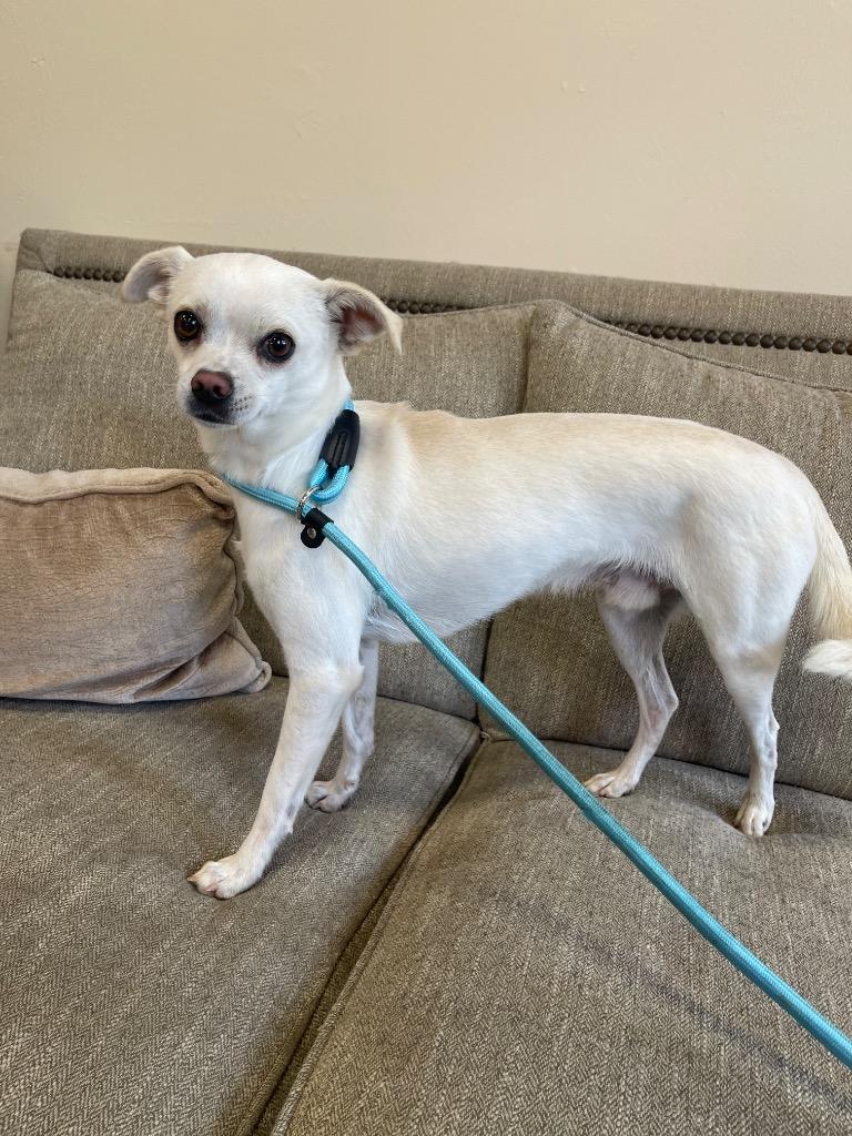 Enlarge Jimmyjon, a Adoptable mixed breed in Thousand Oaks, CA image 2/2