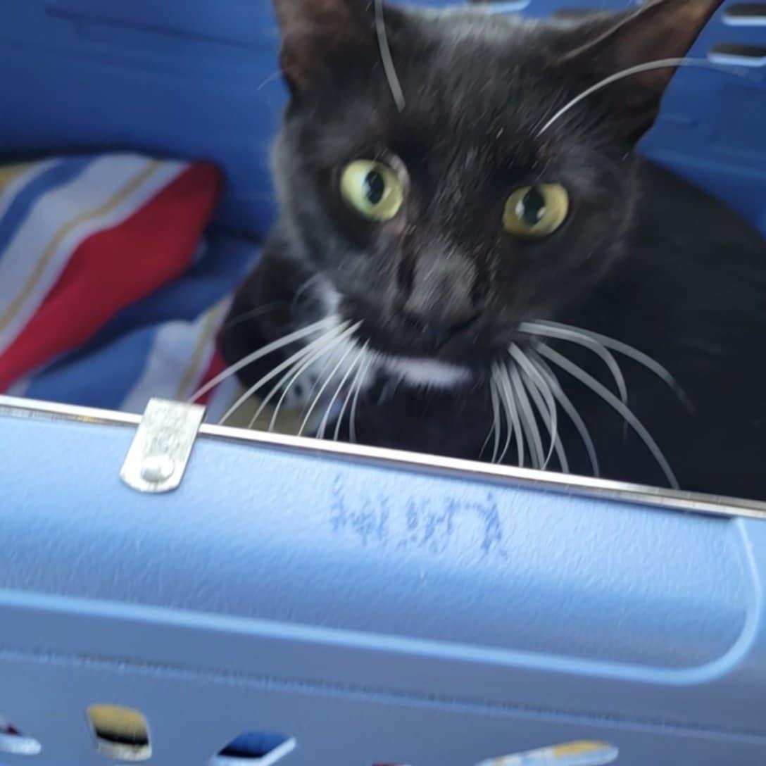 Elsie