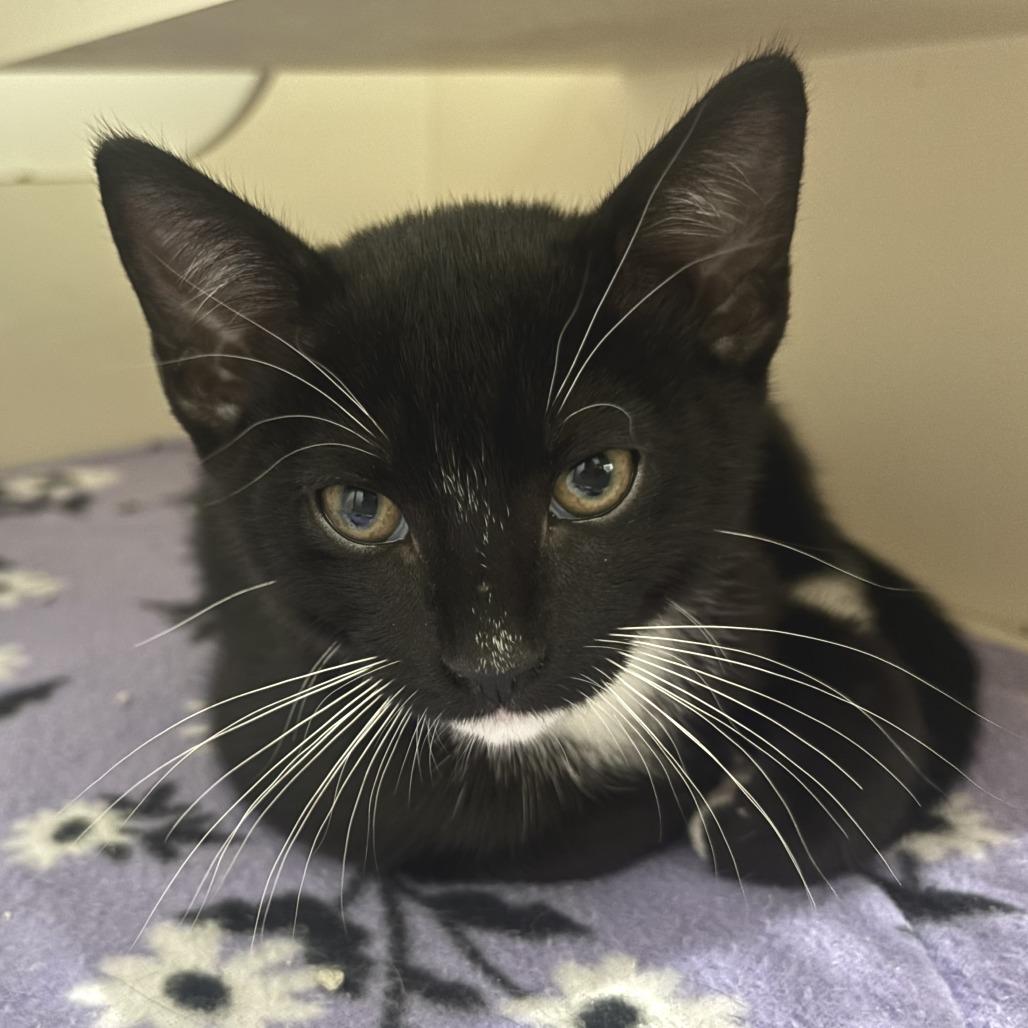 Enlarge Penguin, a Adoptable Domestic Short Hair in Bradenton, FL image 1/1