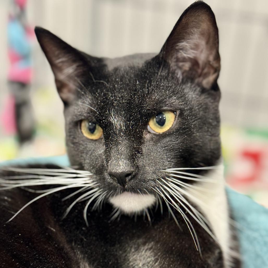 Penguin, Adoptable, Young Male Domestic Short Hair.