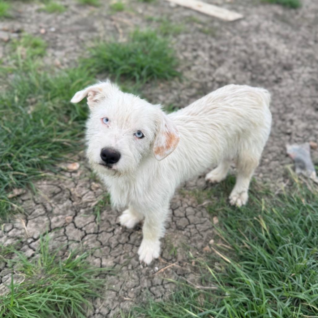 Polar, Adoptable, Young Male Terrier.