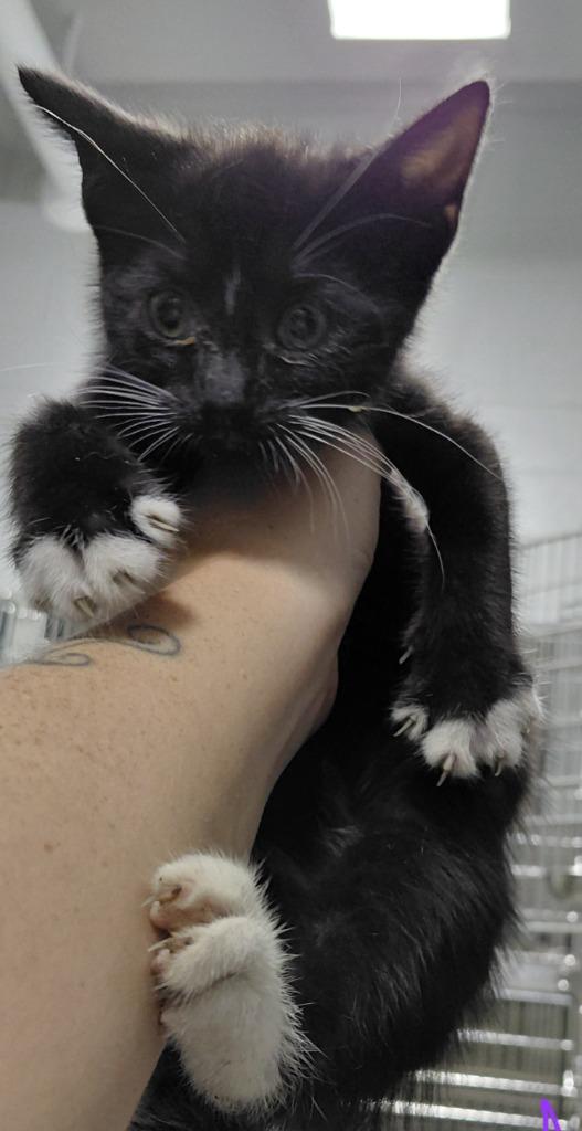 Liam, Adoptable, Kitten Male Domestic Short Hair.