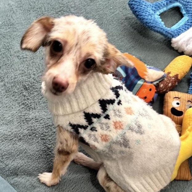 Enlarge Joey, an adopted mixed breed in Glendale, NY image 1/1