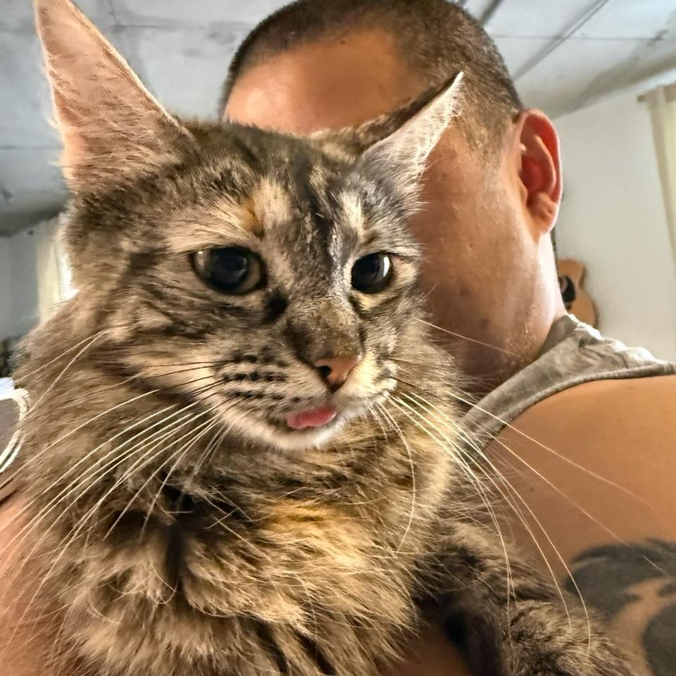Hazel, Adoptable, Adult Female Domestic Short Hair.