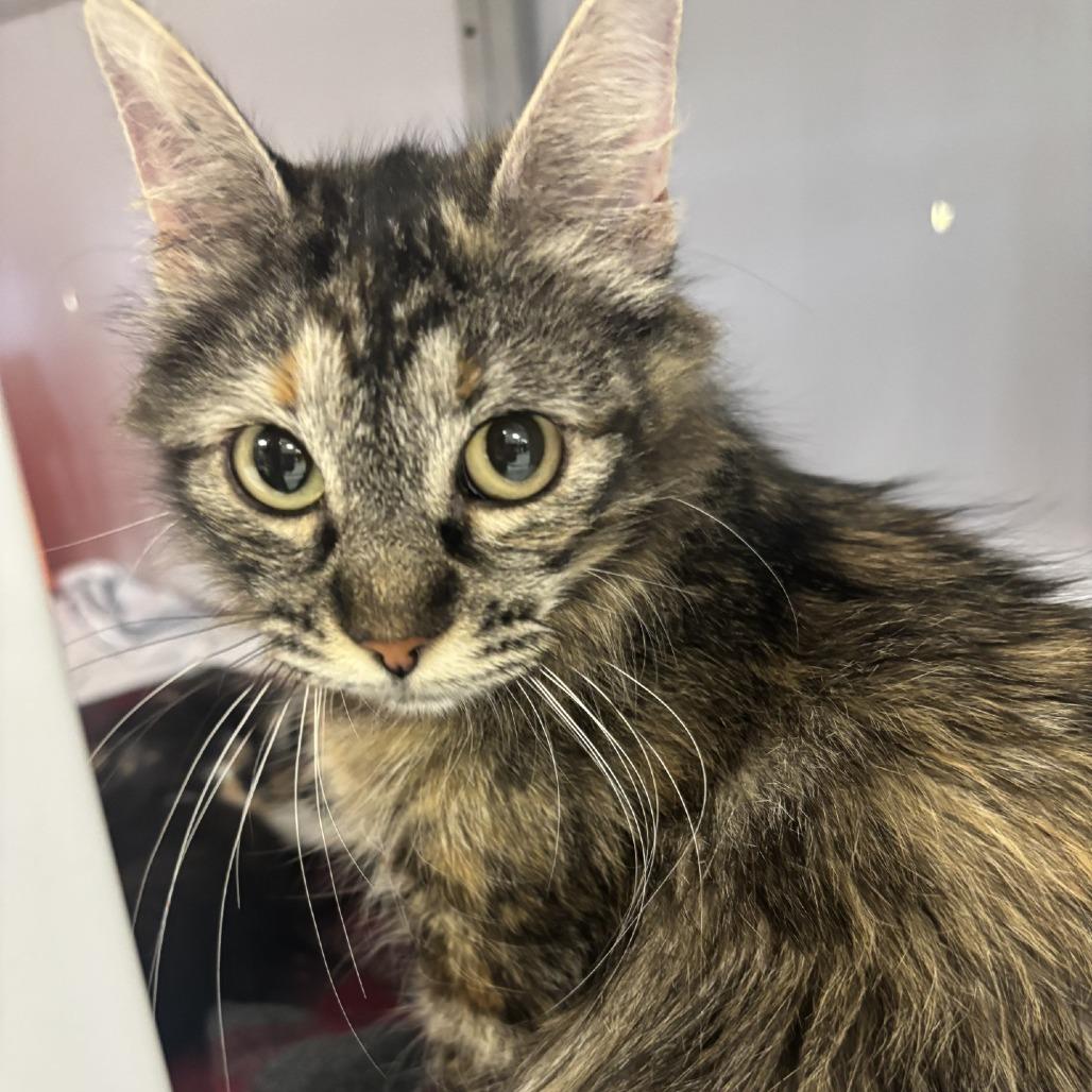 Hazel, a Adoptable Domestic Short Hair in Houston, TX image 2/6