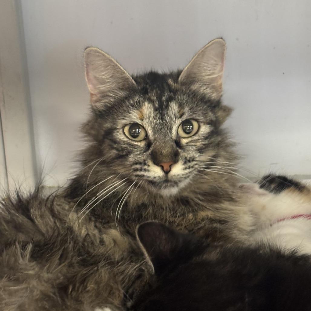 Hazel, a Adoptable Domestic Short Hair in Houston, TX image 3/6