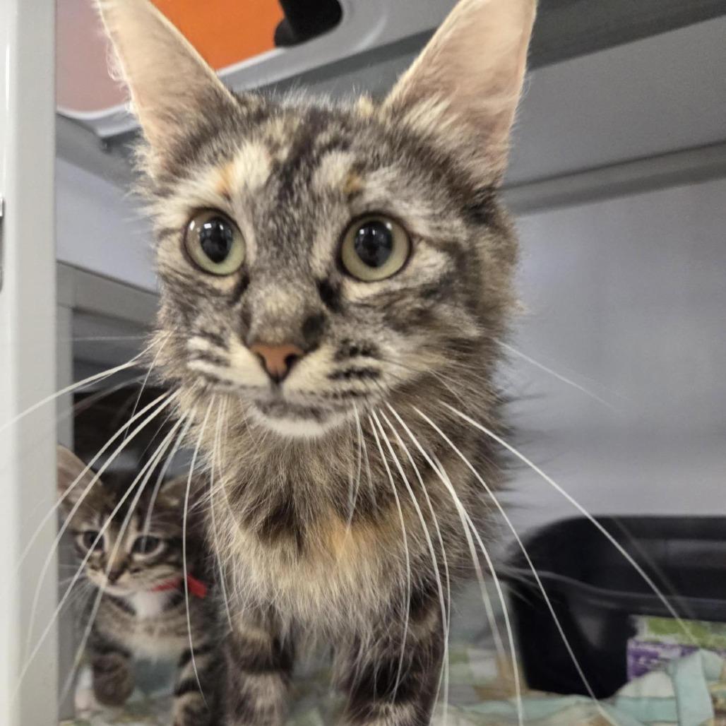 Hazel, a Adoptable Domestic Short Hair in Houston, TX image 4/6