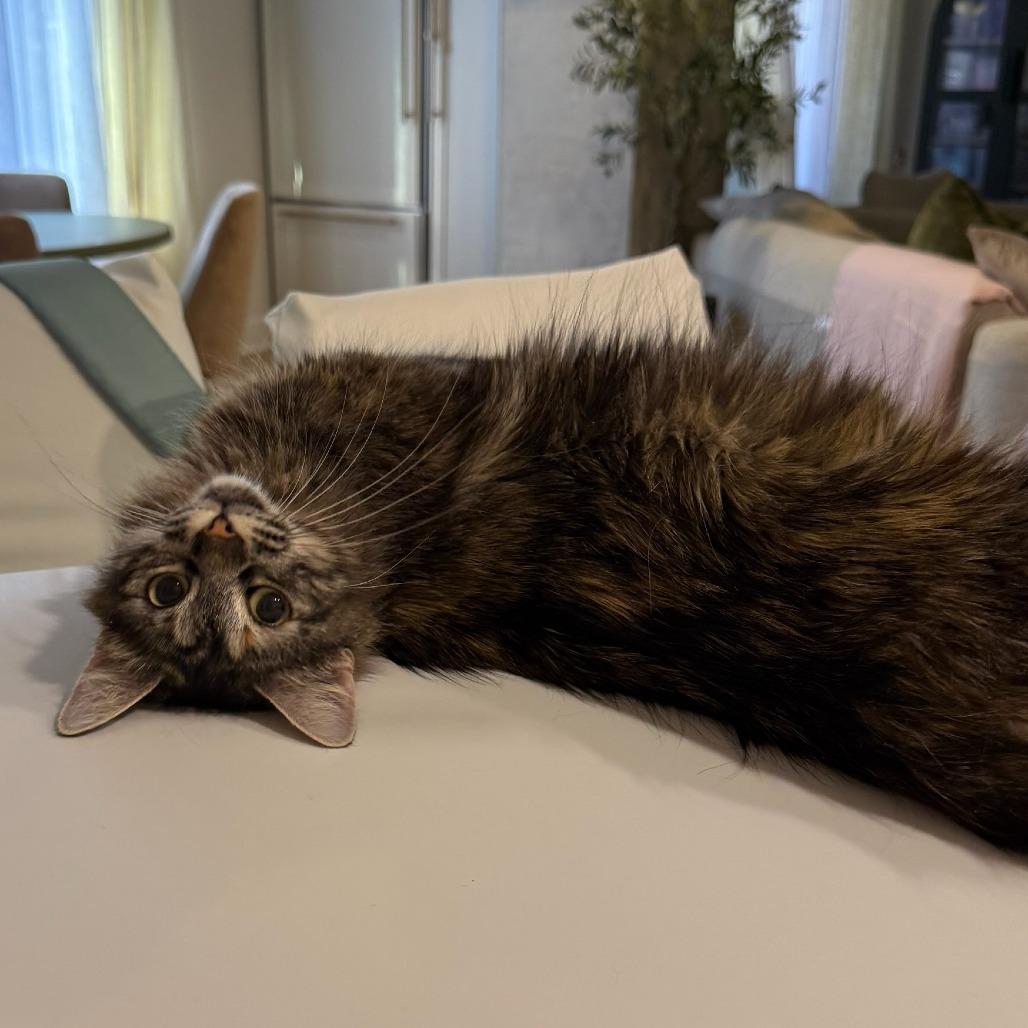 Hazel, a Adoptable Domestic Short Hair in Houston, TX image 5/6