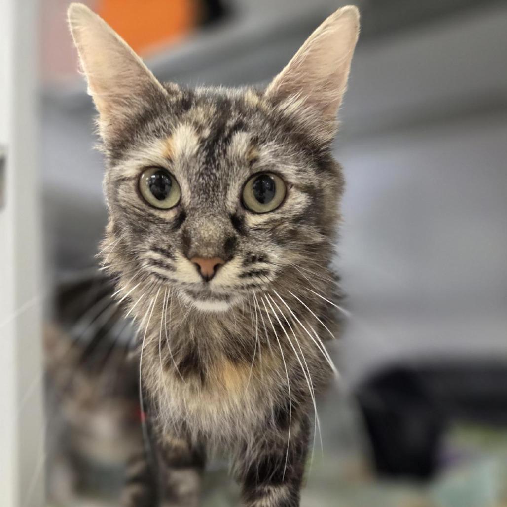 Hazel, a Adoptable Domestic Short Hair in Houston, TX image 6/6